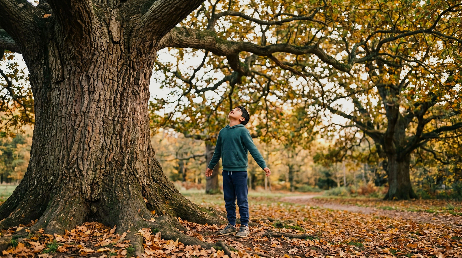 A young boy in a teal hoodie standing at the base of a vast oak tree in an autumn park, looking up with wonder at the golden leaf canopy above him